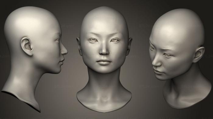 Anatomy of skeletons and skulls (Female Head 8, ANTM_0503) 3D models for cnc